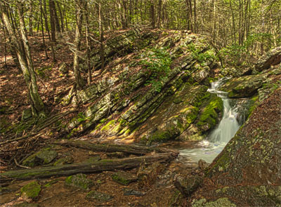 tall timbers panorama